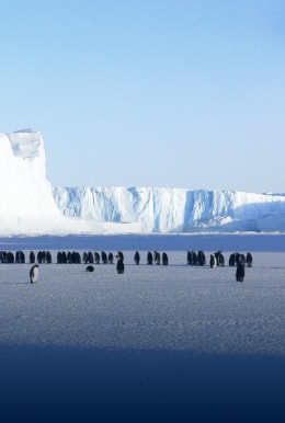 Ледник и пингвины на снегу.